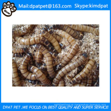 Larvas secas por atacado para alimentos para animais de estimação